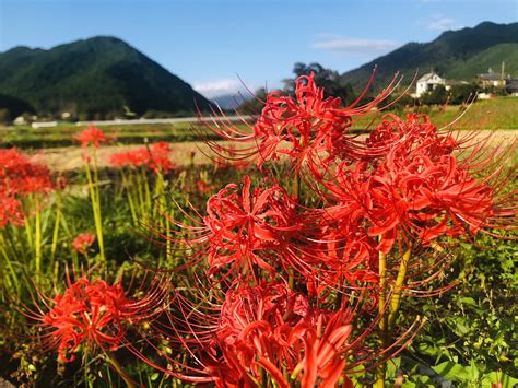 彼岸花開花|彼岸花の名所・おすすめスポット11選！見頃情報もチェック＜全。